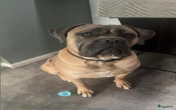 Cane Corso honden te koop: Cane corso pups in Welsum - Afbeelding 8