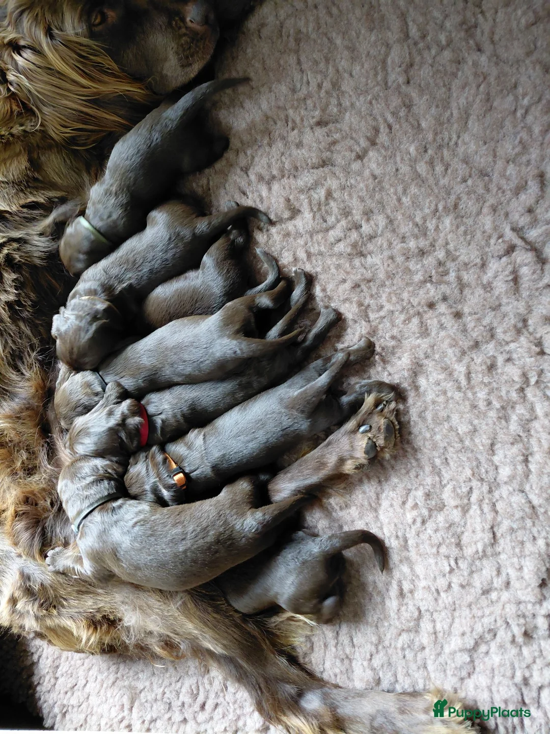 Duitse Staande Hond Langhaar honden te koop: 8 Duitse Staande Langhaar pups geboren op 9 juni - Advertentie 2