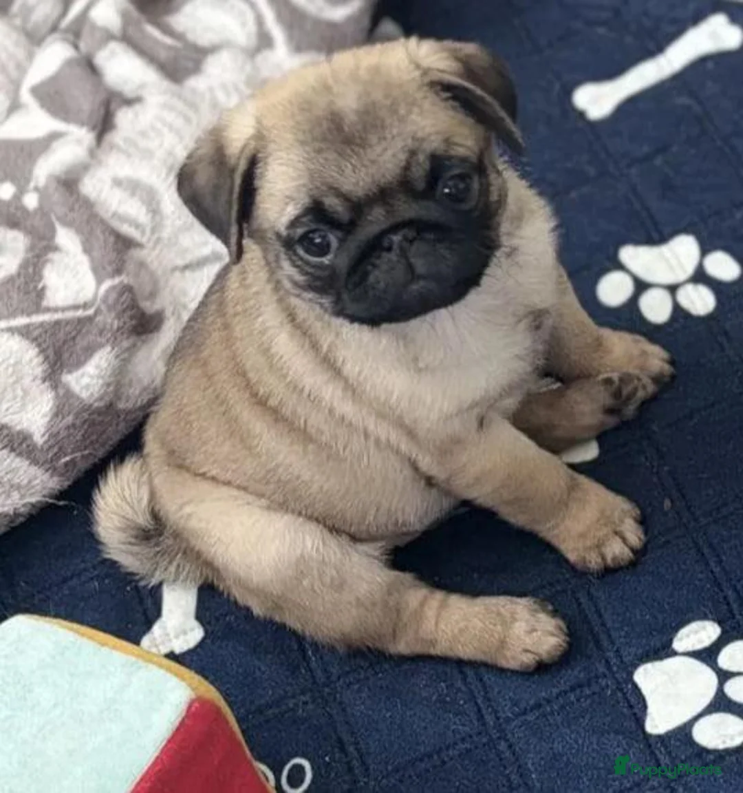 Mopshond honden te koop: Mopshond pups - Advertentie 4