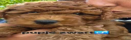 Labradoodle honden te koop: Mini labradoodles mogen verhuizen  - Advertentie 17