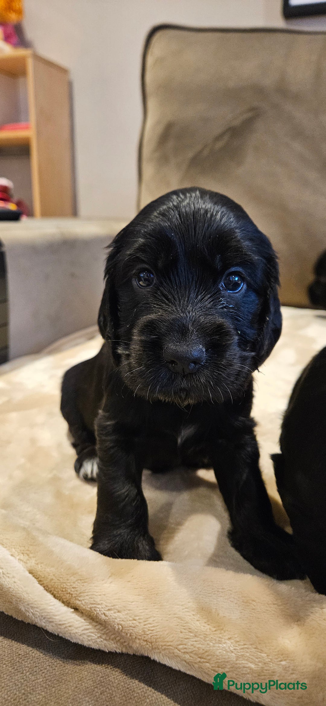 Engelse Cocker Spaniel honden te koop: Engelse cocker spaniël pups te koop - Advertentie 7