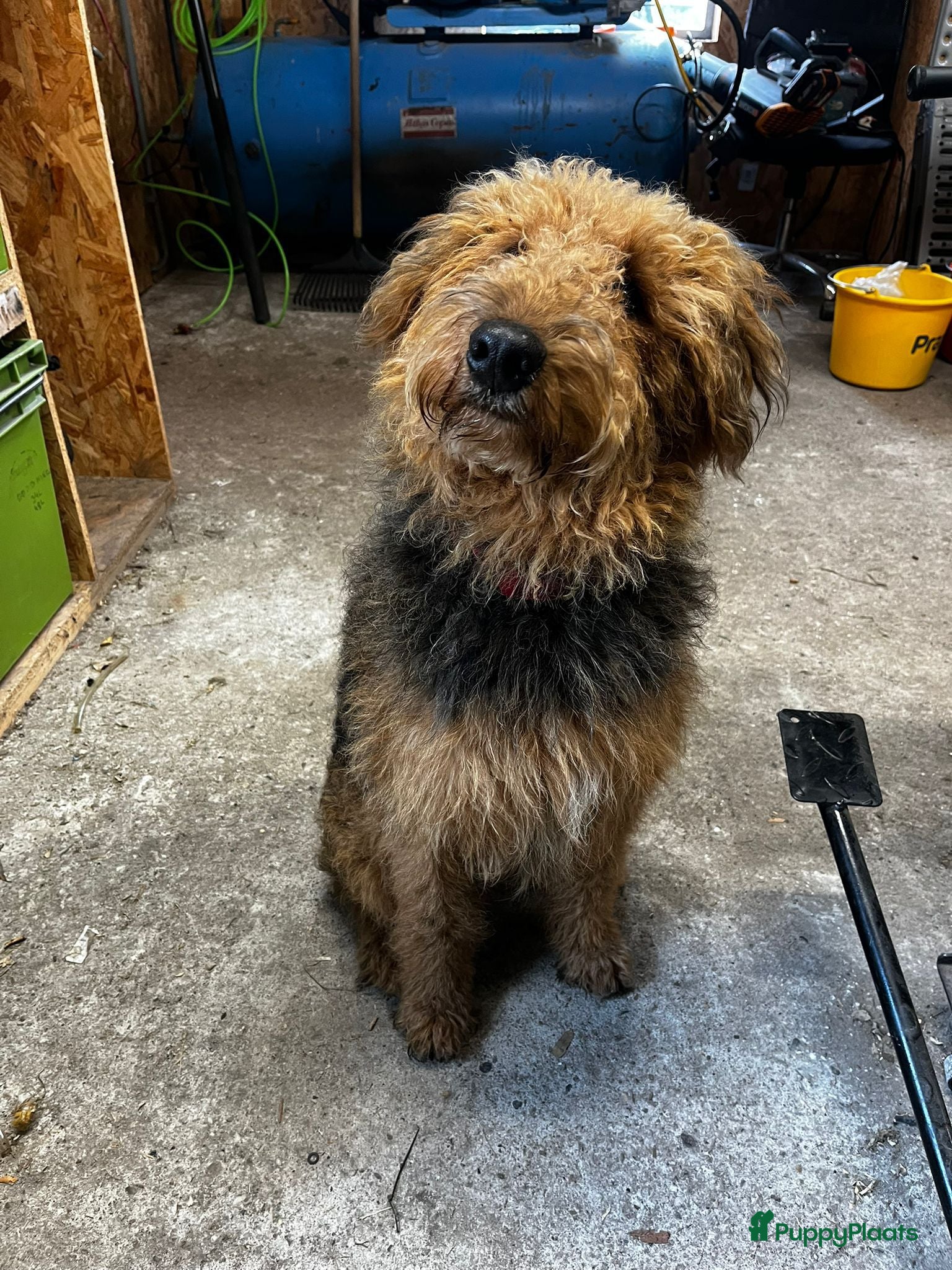 Kruising honden te koop: Nog 1 lieve pup te koop in Niebert - Advertentie 4
