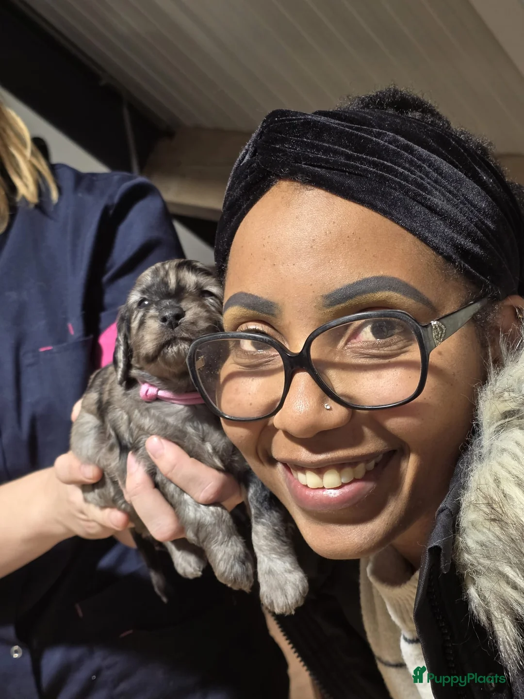 Cockapoo honden te koop: Puppy zoek een nieuw huis - Advertentie 7