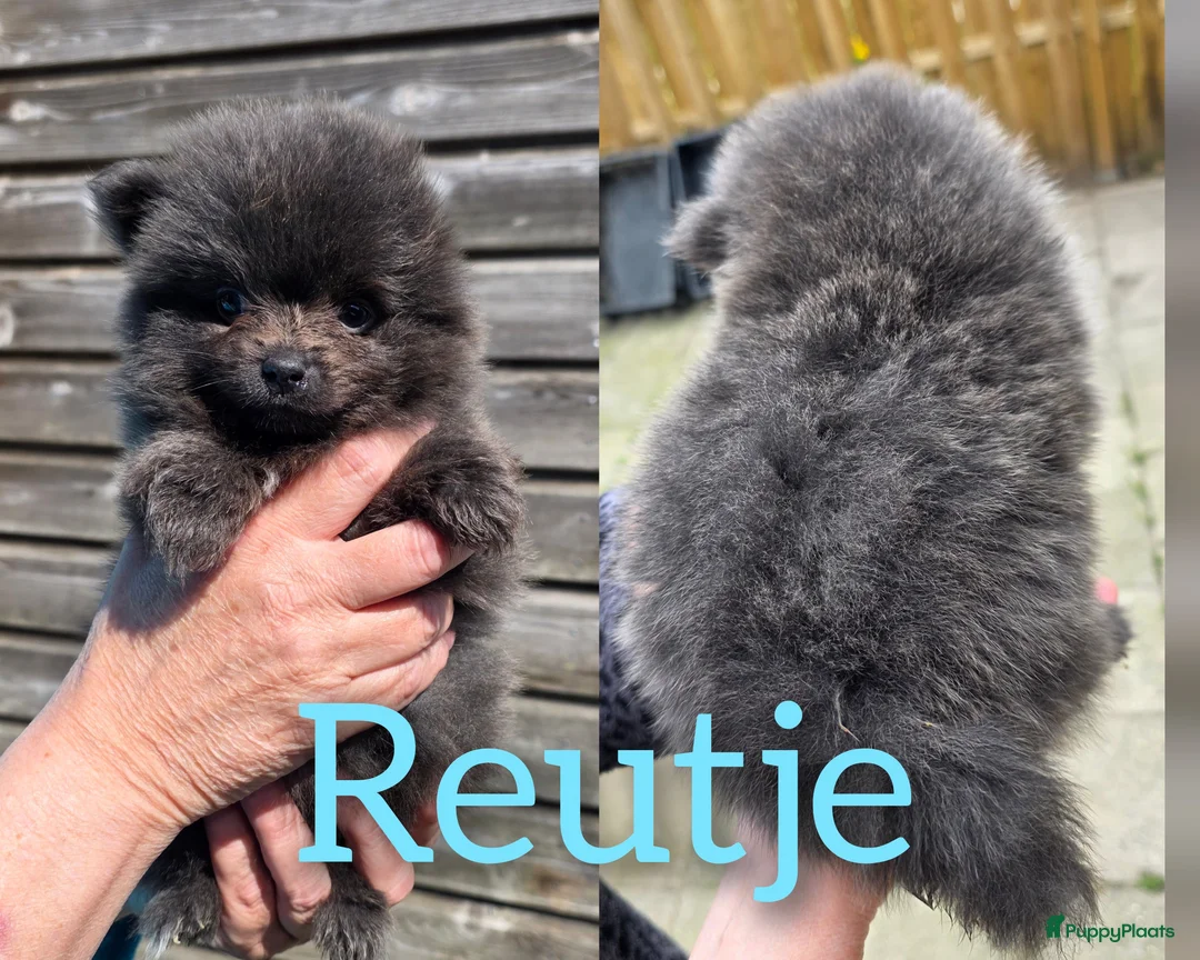 Pomeriaan honden te koop: Zeldzaam mooi blauwe pomeriaan reutjes  - Advertentie 2