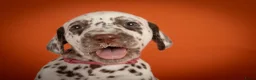 Dalmatiër honden te koop: Dalmatier pups - Advertentie 11