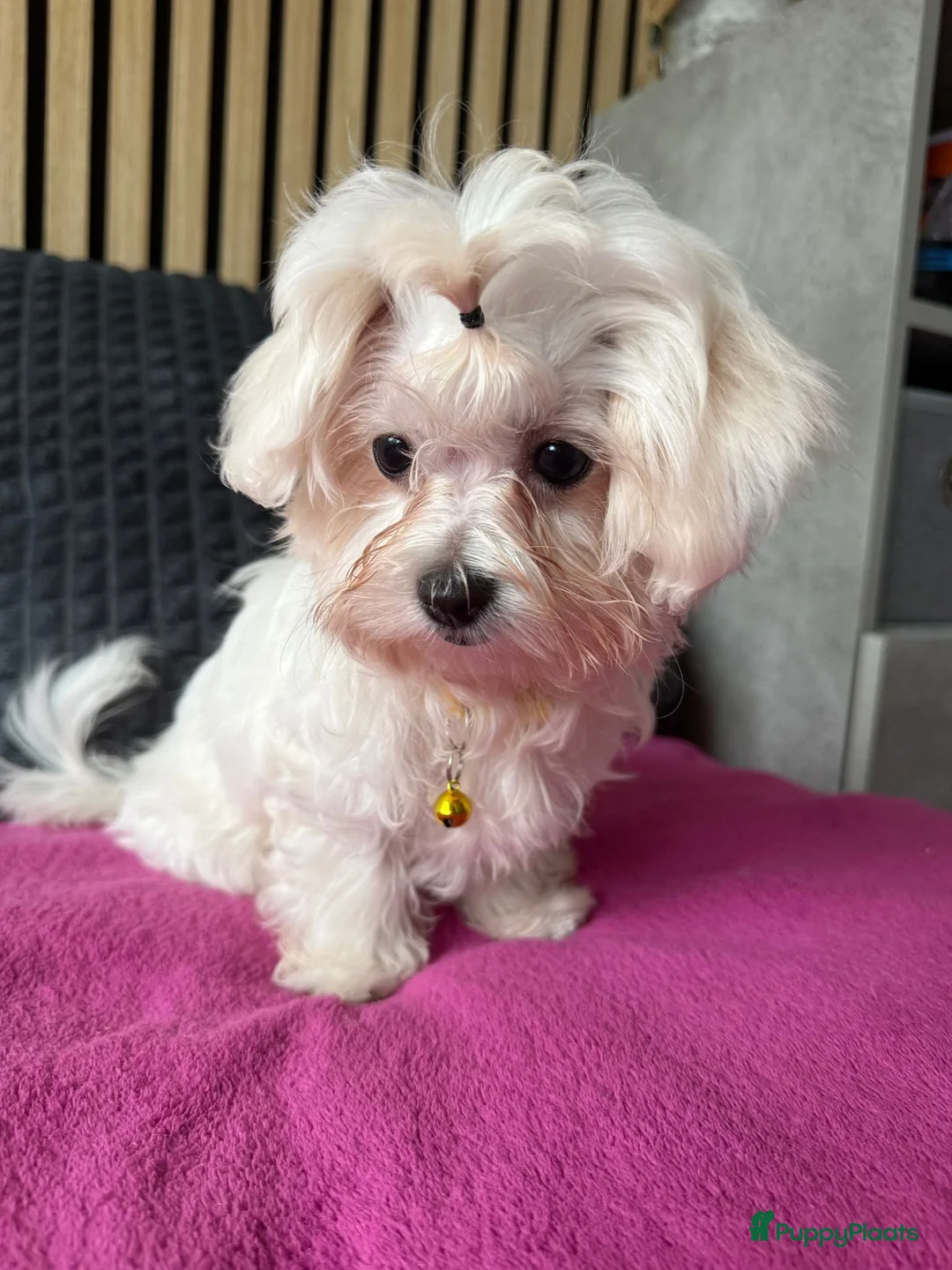 Maltezer honden te koop: Prachtig Maltezer teefje zoekt haar gouden mandje - Advertentie 13