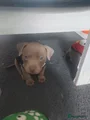 Amerikaanse Bully Puppy 1