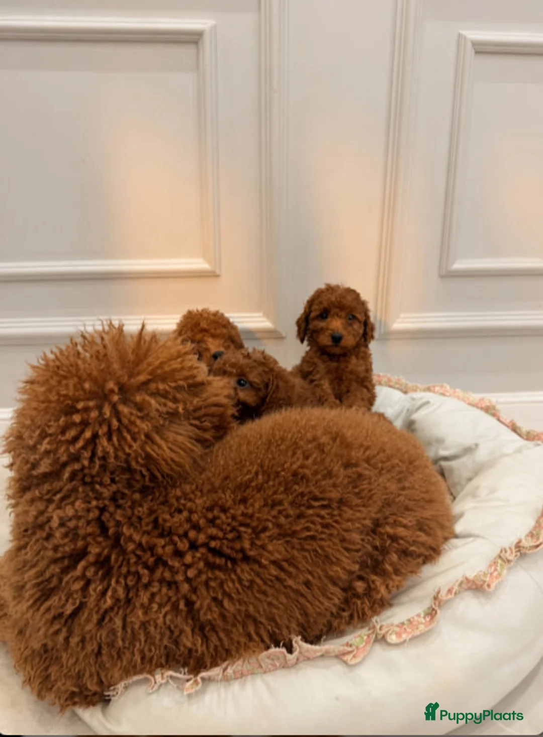 Poedel Toy honden te koop: Toypoedelpuppy's - Advertentie 4