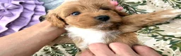 Maltipoo honden te koop: Te reserveren prachtige Maltipoo bij ons geboren  - Advertentie 17