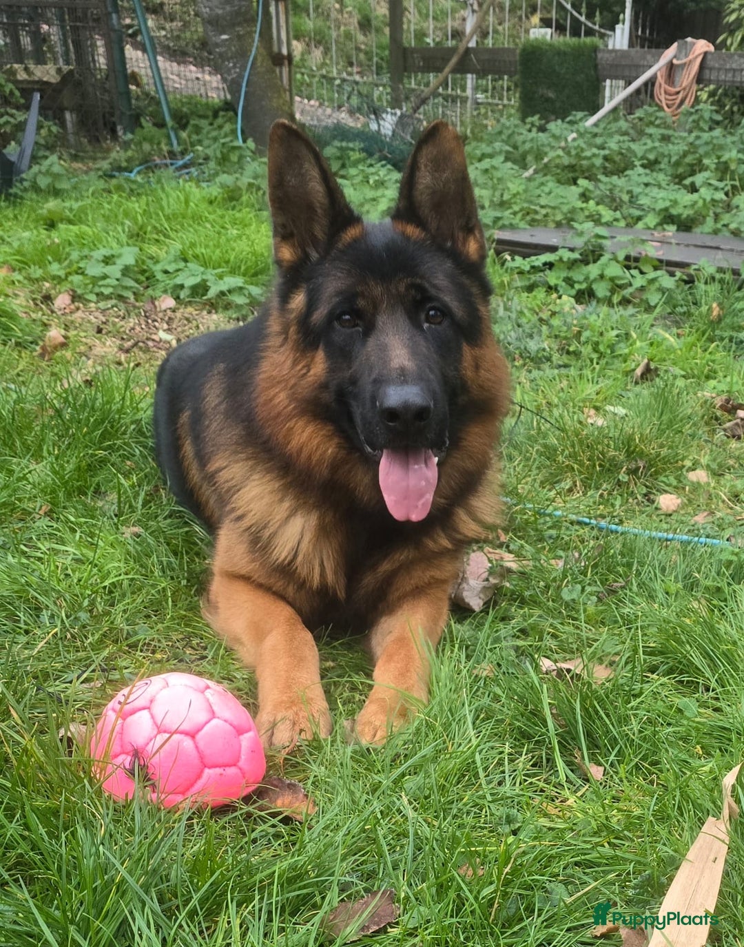 Duitse Herder honden te koop: Mooie stamboom duitseherder pups  - Advertentie 5