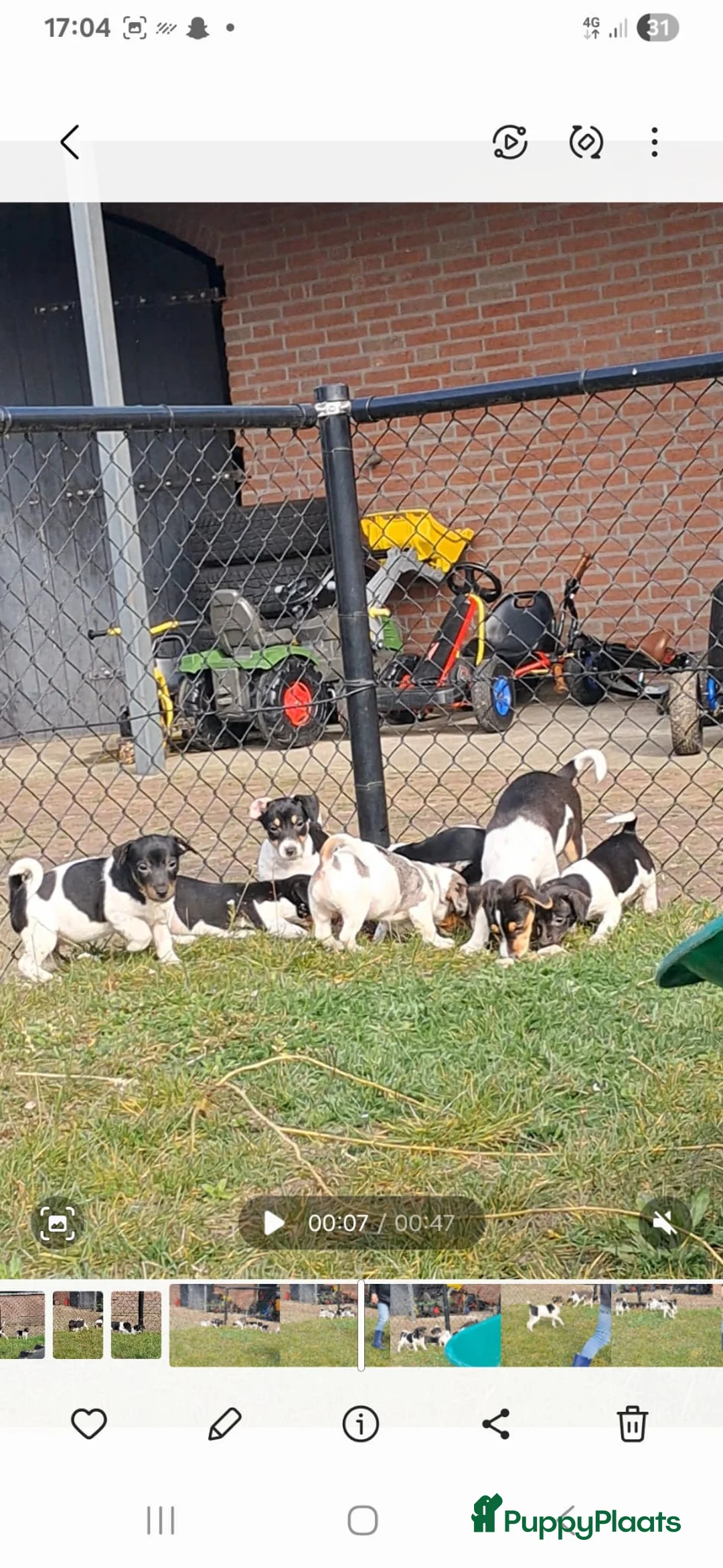 Jack Russel Terriër honden te koop: Prachtige Jack Russell pups in Breda - Advertentie 1