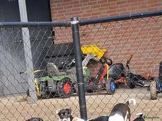 Jack Russel Terriër honden Prachtige Jack Russell pups - Advertentie 2