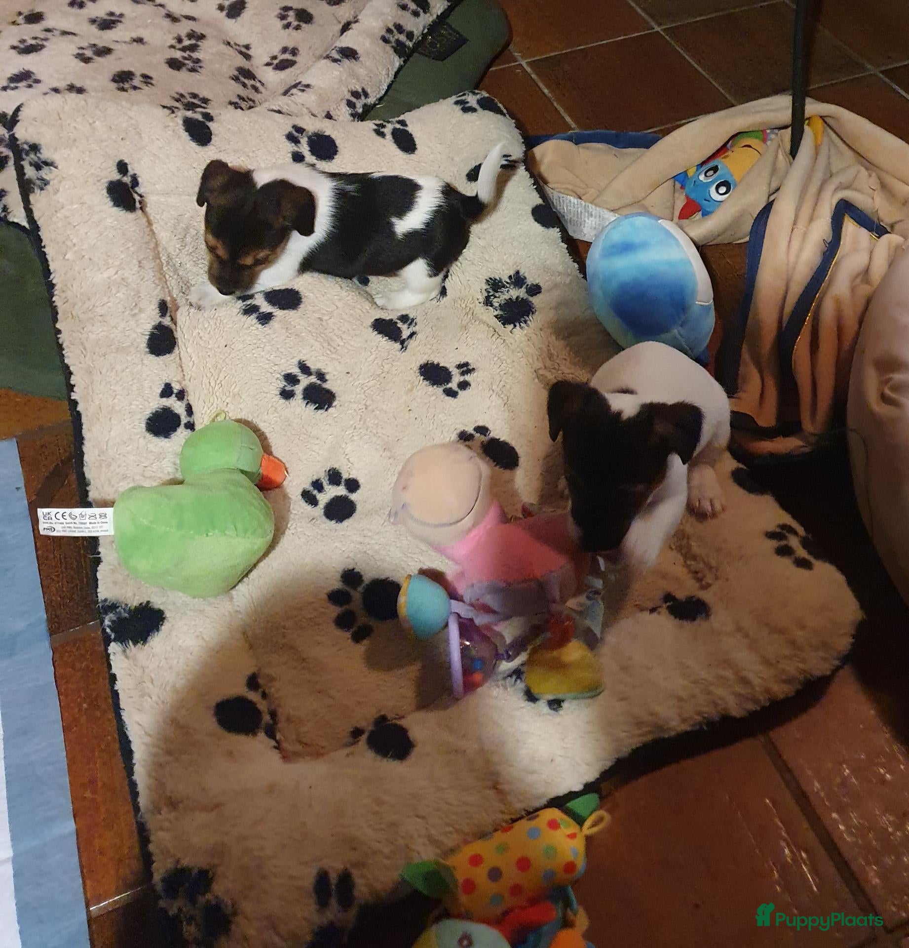 Jack Russel Terriër honden Nog 3"bandietjes" zoeken gezellig huis. Laagbenig  - Advertentie 2