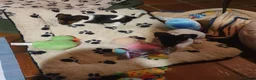 Jack Russel Terriër honden te koop: Nog 3"bandietjes" zoeken gezellig huis. Laagbenig  - Advertentie 2