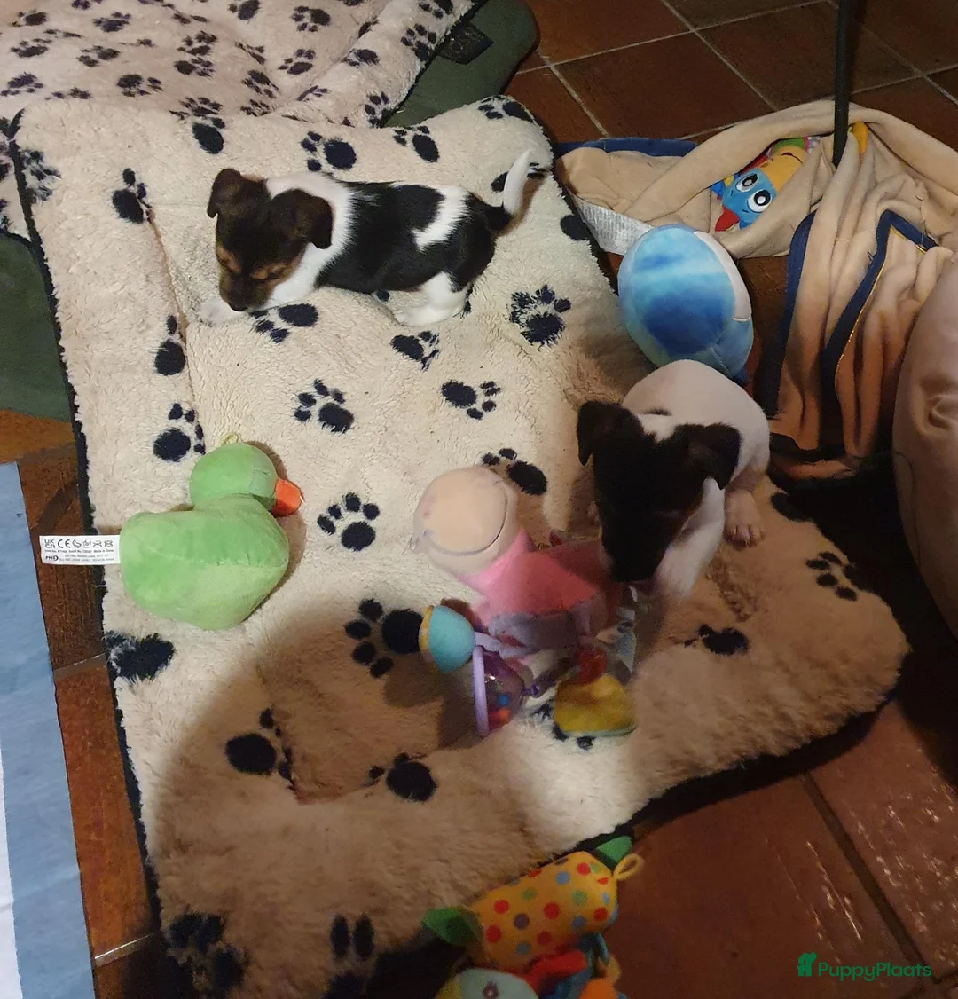 Jack Russel Terriër honden te koop: Nog 3"bandietjes" zoeken gezellig huis. Laagbenig  - Advertentie 2