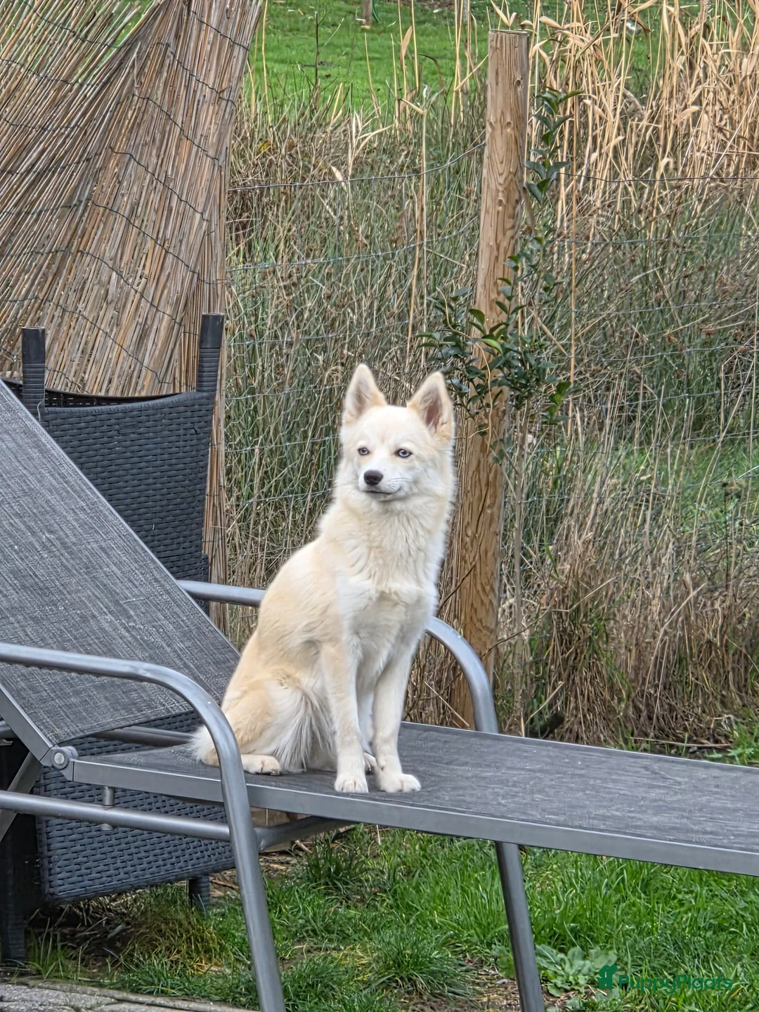 Pomsky honden te koop: Pomsky te koop - Advertentie 2