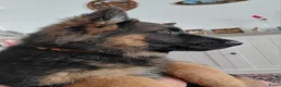 Duitse Herder honden te koop: Duitse herder puppy’s - Advertentie 5