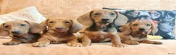 Teckel (korthaar)  honden te koop: Prachtige korthaar teckel pups standaard  - Advertentie 6