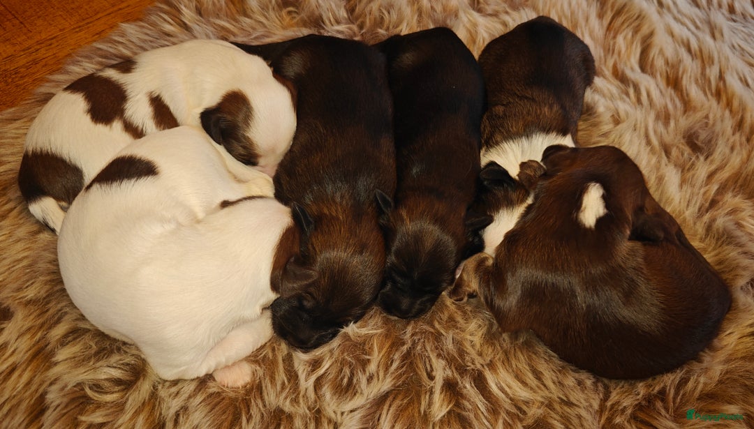 Tibetaanse Terriër honden te koop: Tibetaanse Terriërs  - Advertentie 2