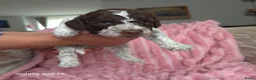Lagotto Romagnolo honden te koop: Lagotto Romagnolo Pupies - Advertentie 26