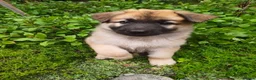 Kruising honden te koop: Zwitserse Witte Herder outcross puppies - Advertentie 8