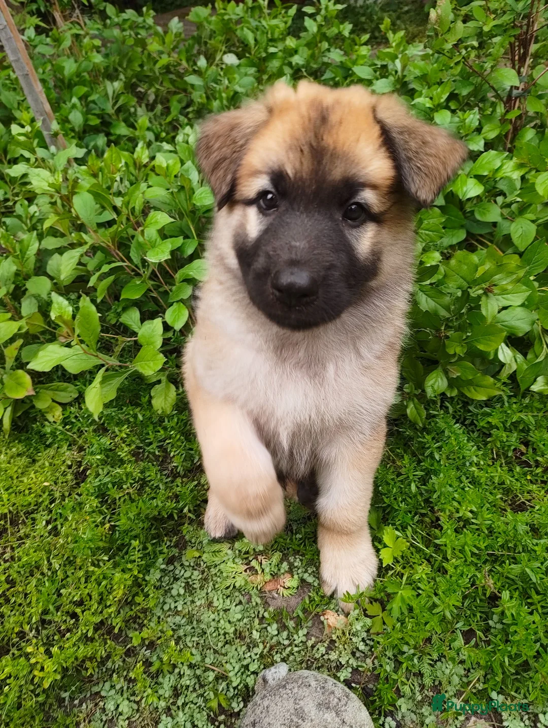 Kruising honden te koop: Zwitserse Witte Herder outcross puppies - Advertentie 8