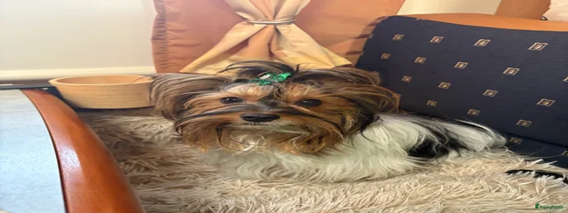 Little Magic Desire Elsa