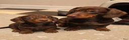 Teckel (korthaar)  honden te koop: Lieve teckel pupjes in Amsterdam - Advertentie 1