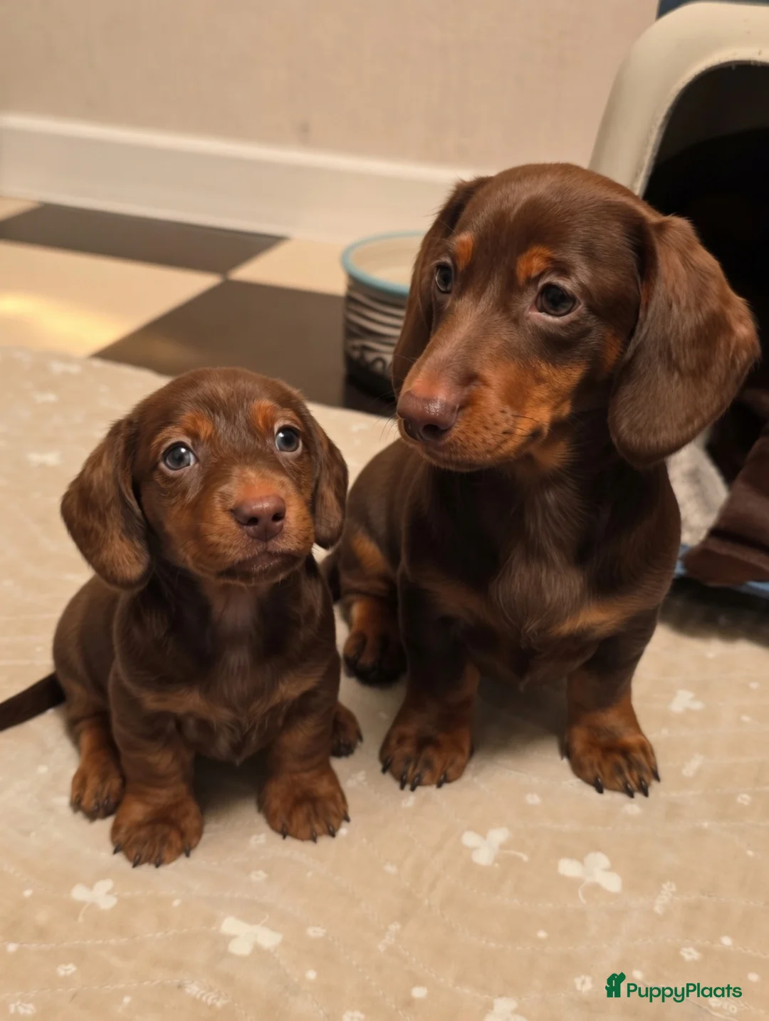 Teckel (korthaar)  honden te koop: Lieve teckel pupjes in Amsterdam - Advertentie 1