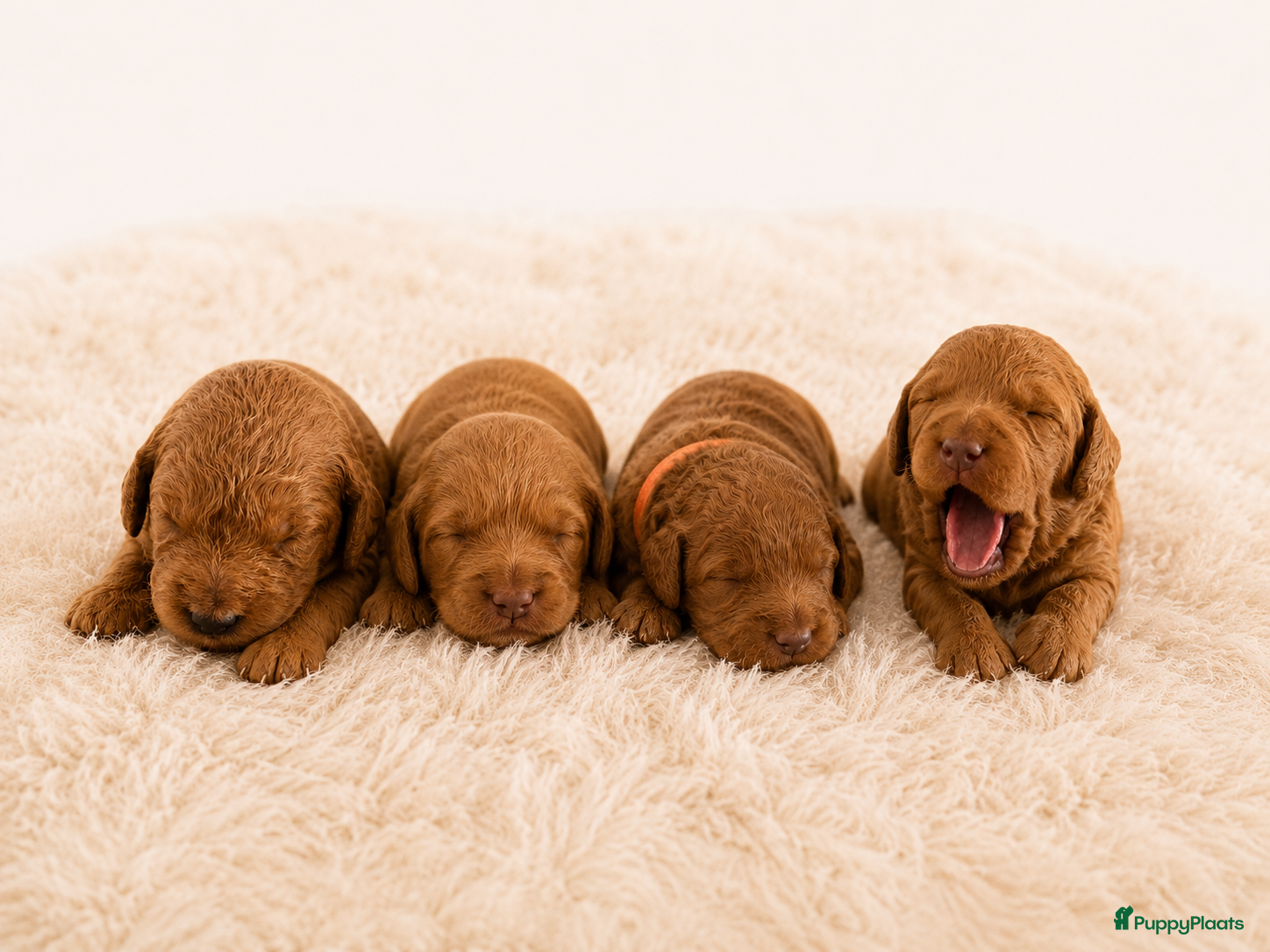 Australian Labradoodle honden Rood/Abrikoos Australian Labradoodle Puppy's - Advertentie 1