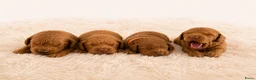 Australian Labradoodle honden te koop: Rood/Abrikoos Australian Labradoodle Puppy's - Advertentie 1