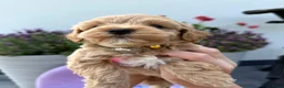 Maltipoo honden te koop: Te reserveren prachtige Maltipoo bij ons geboren  - Advertentie 13