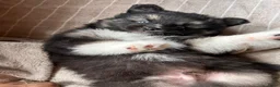 Pomsky honden te koop: 6 pomskys in Langeweg - Advertentie 15