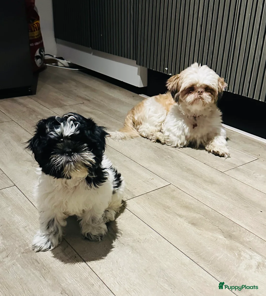 Shih Tzu honden te koop: Shitzu - Advertentie 3