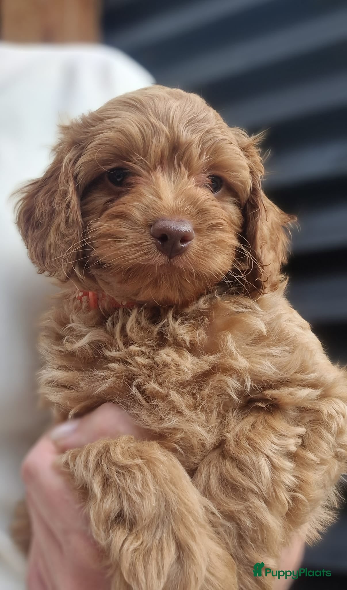 Maltipoo honden Prachtige Maltipoo pups - Advertentie 2