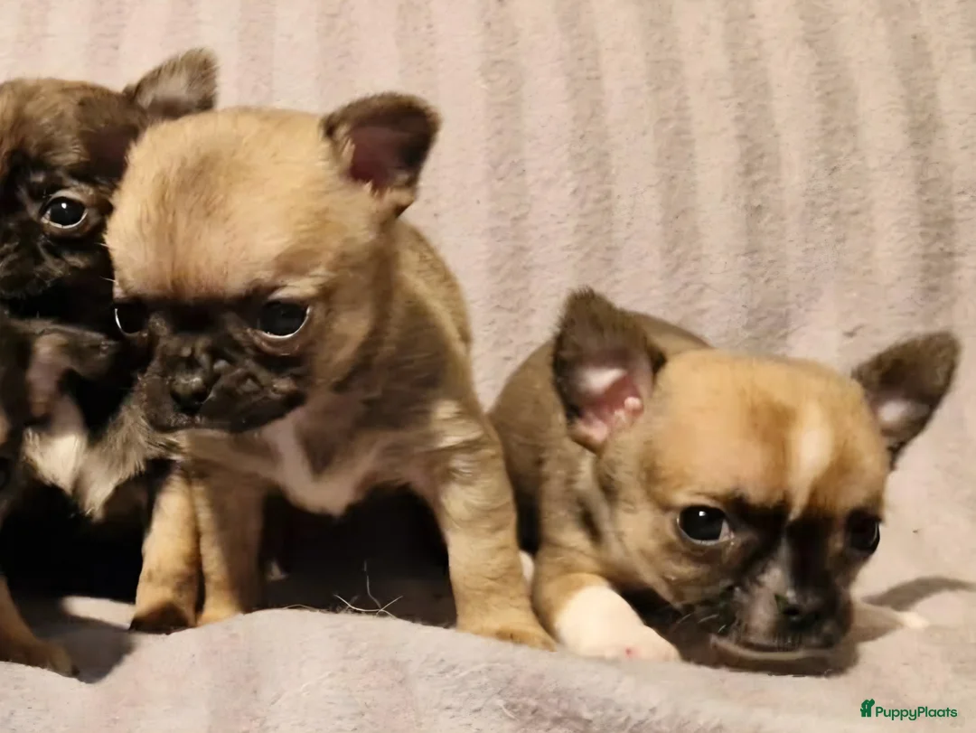Chihuahua honden te koop: Knap wildkleur chihuahua teefje - Advertentie 15