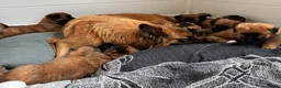 Duitse Herder honden ter adoptie: Baskische herder teefje zoekt gastgezin - Advertentie 6