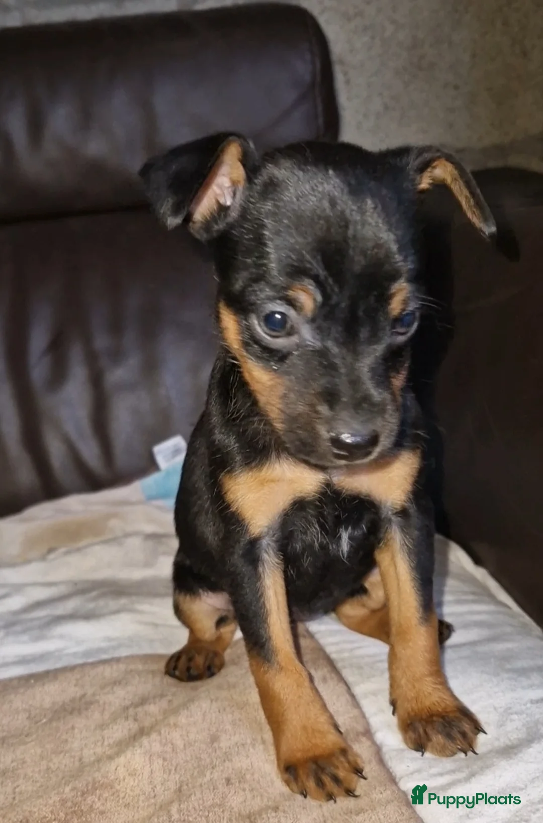 Dwergpinscher honden te koop: Dwergpinschers puppy's  - Advertentie 9