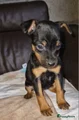 Dwergpinscher Puppy 9