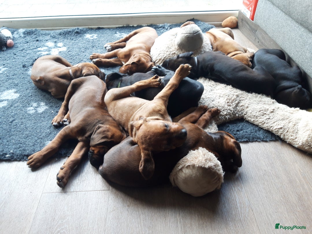 Rhodesian Ridgeback honden te koop: "Prachtige kruising Rhodesians"  in Bavel - Afbeelding 5