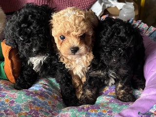 Poedel Toy honden Toy poedels - Advertentie 7