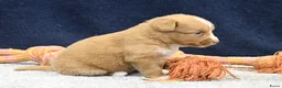 Nova Scotia Duck Tolling Retriever honden te koop: Nova Scotia Duck Tolling Retriever pups - Advertentie 11