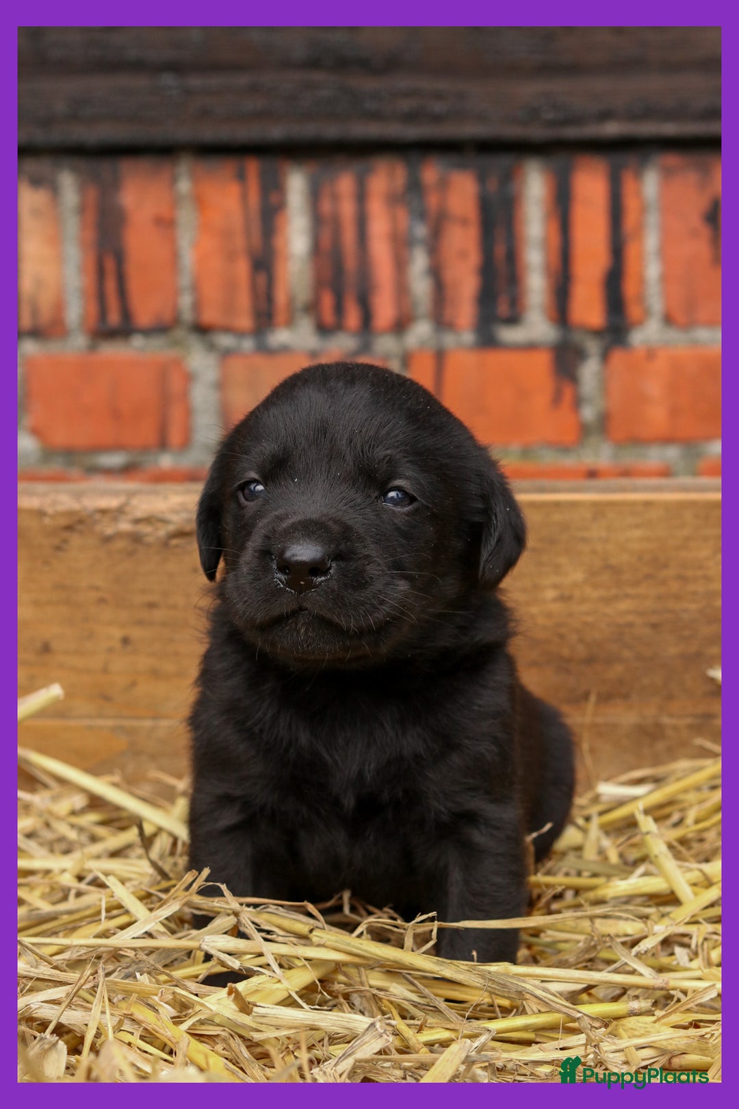 Labrador Retriever honden te koop: Prachtige sociale labrador pups te koop - Advertentie 9