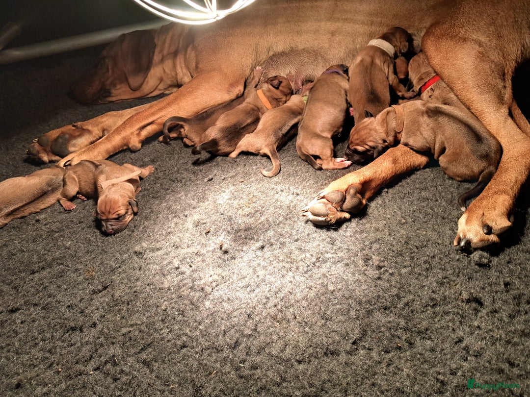 Rhodesian Ridgeback honden te koop: Super mooie rhodesian ridgeback pups in Wanneperveen - Afbeelding 3
