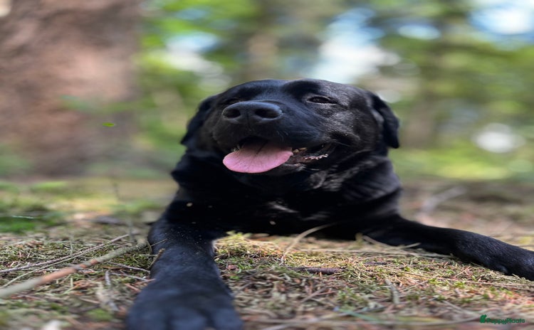 Kruising honden - Advertentie 2