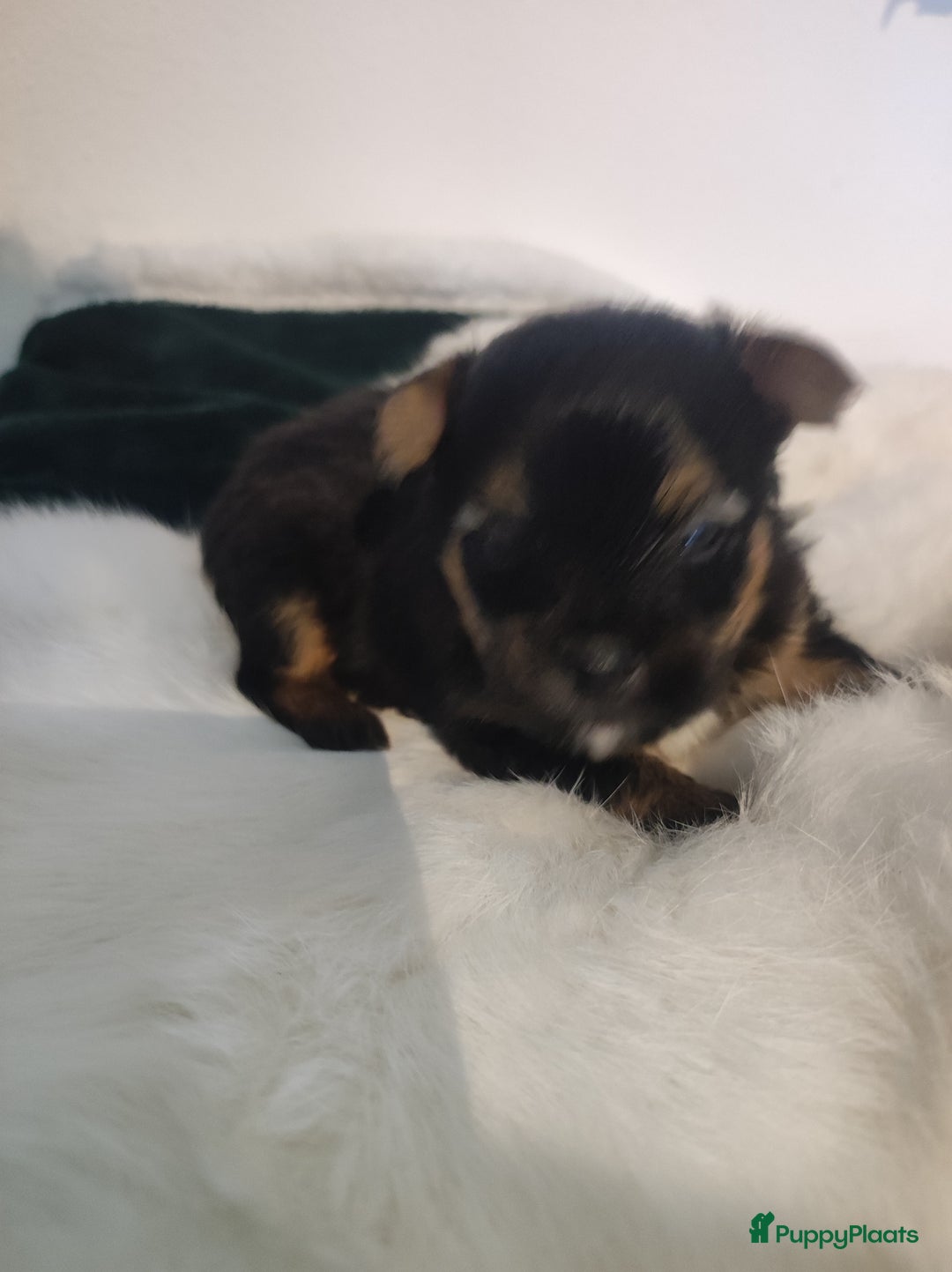 Maltipoo honden te koop: Prachtige pups maltipoo-pomerian in Helmond - Afbeelding 9