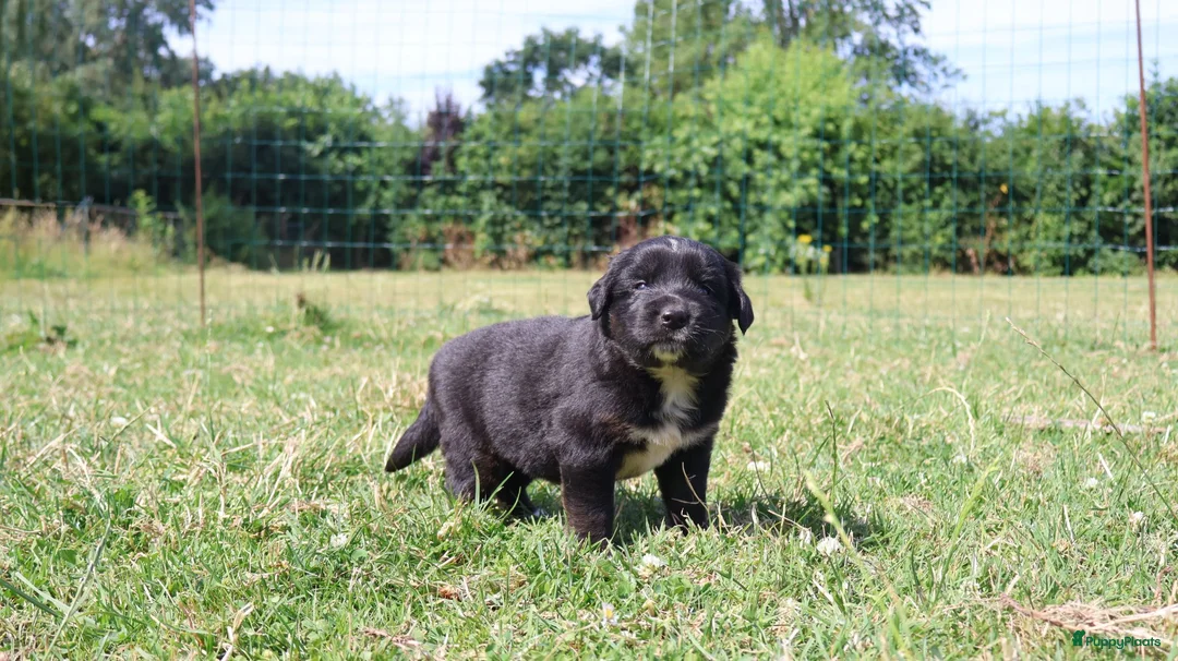 Labrador Retriever honden te koop: Wij hebben hele knappe labrador pups te koop - Advertentie 2
