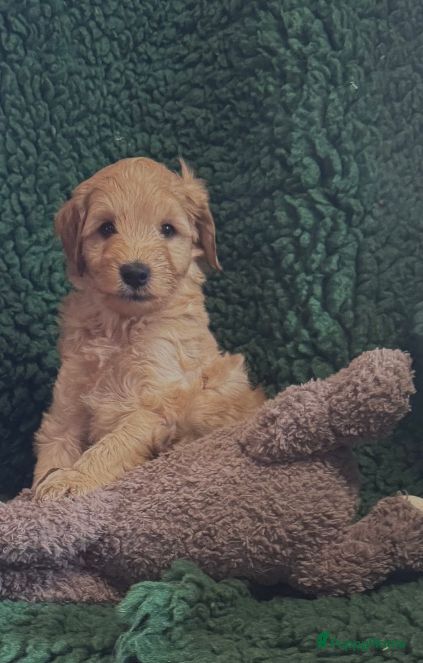 Australian Labradoodle honden te koop Australian labradoodles - Advertentie 4