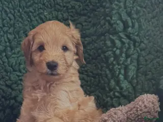 Australian Labradoodle honden te koop Australian labradoodles - Advertentie 4