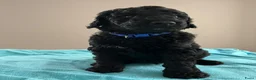 Labradoodle honden te koop: Labradoodle - Advertentie 17